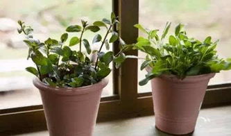 新根生长与换盆