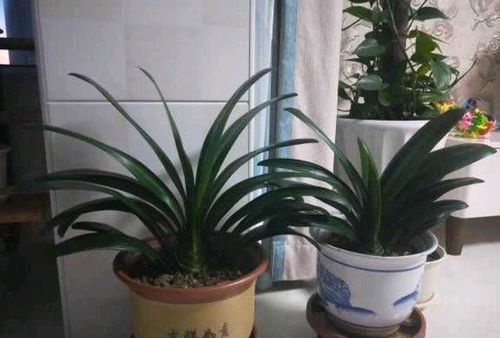 大胜利君子兰图片欣赏，这株君子兰开花真美