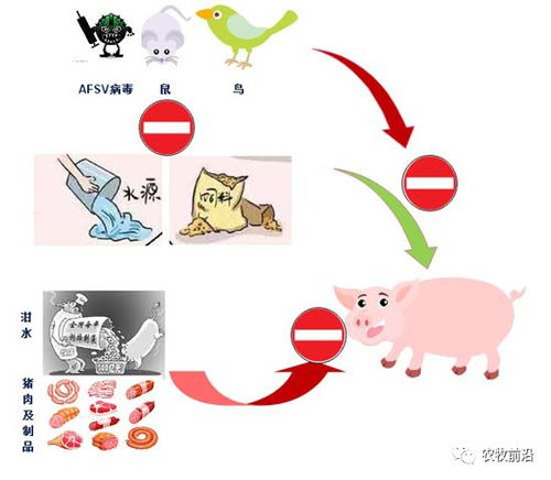 非瘟常态猪场生物安全：严控入场、强化消毒、隔离监测