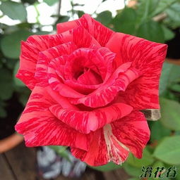 红色直觉月季简介