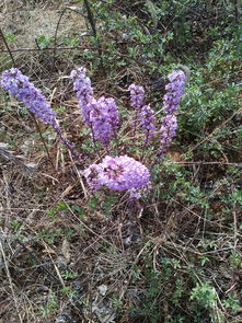 紫罗兰：紫色花中的贵族