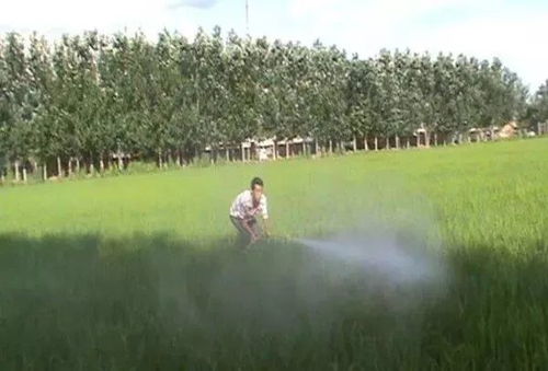 苯唑草酮除草剂：农田杂草的克星？