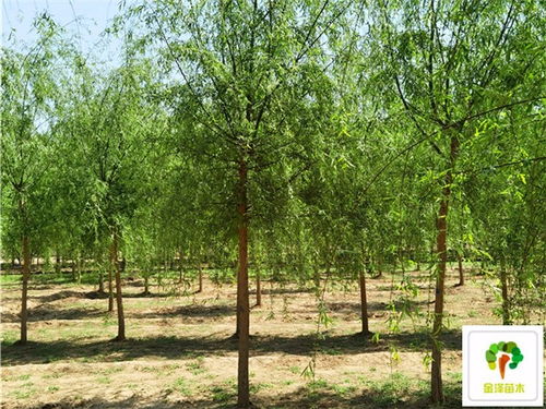 柳树苗：细长还是粗壮？揭秘绿化景观中的柳树之美