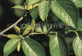杜仲皮市场价波动，食用方法多样