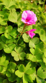 寻找那逝去的美好