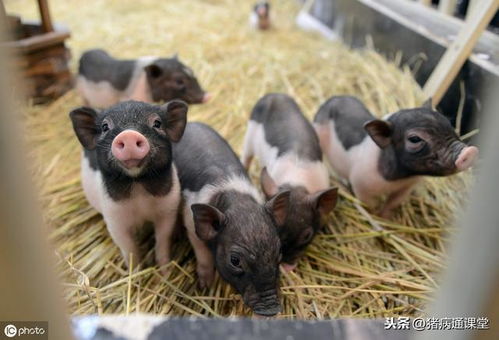 断奶仔猪咳嗽消瘦喘气腹泻是什么原因引起的处理方法？