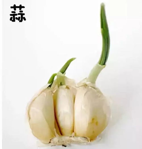 蒜苗夜间会放负离子，你信吗？