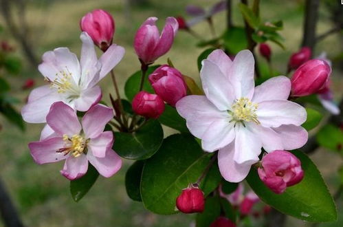 选对品种，是快速爆盆的第一步