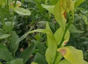 大豆病害防治，三环唑丙环唑Neng用吗？