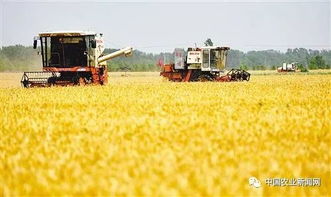 农业养殖不惧低迷，坚守信念