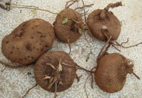 深）中加入细小的阴影。从发根到发梢 9.在新图层（图层模式：覆盖或添加）中加入细小的光线部分。和影子一样，从发根到发梢画 这样就完成了。