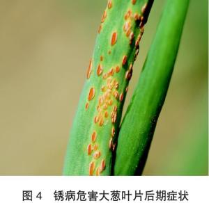 病害的魔爪