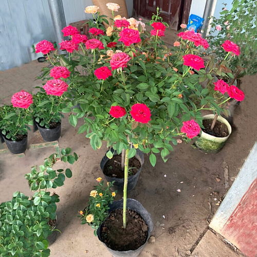 海神王阳台月季四季花开，家庭养护真的适合吗？