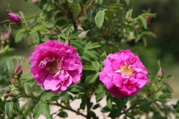 蔷薇花与月季花傻傻分不清？一辨枝刺