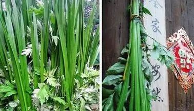 菖蒲的多样吃法，你get了吗？