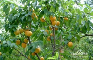 杏子收获那些事儿