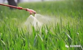 掌握喷施时间， 发挥药效