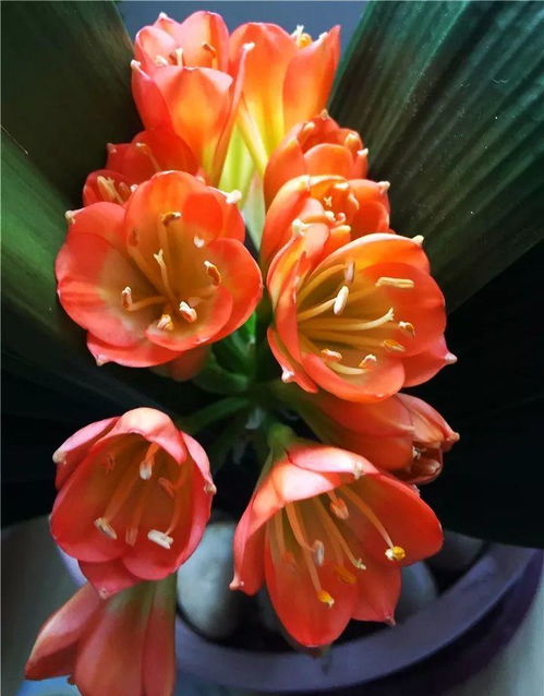 君子兰耐旱怕涝，适合用松针、腐叶这类疏松一些的土壤，浇水不要太多，怕烂根。秋天施肥，用花多多1号长叶子，2号催花，也可用啤酒兑水（1:20）擦拭叶子，当Zuo叶面肥用。