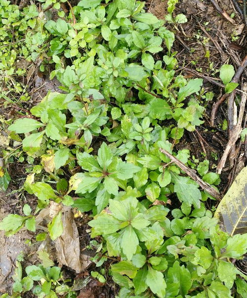 药食同源的宝贝