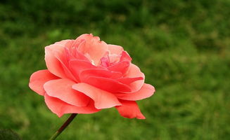 傲然绽放的秘密