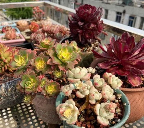 种多肉幼苗的盆选择