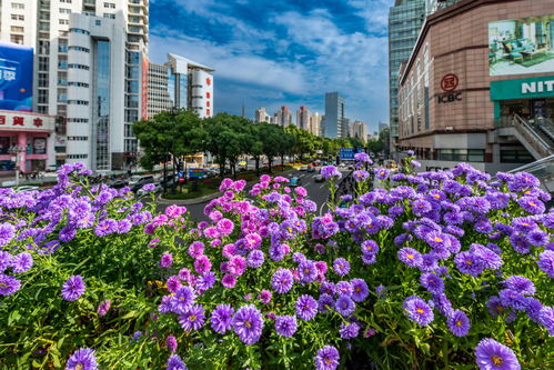 德国的立体绿化先锋