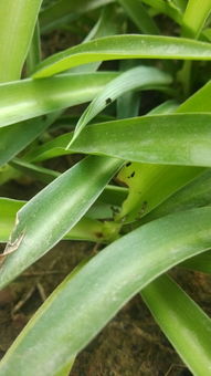 不用药，只需喷浇一点“它”