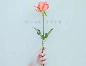 种玫瑰花难不难？教你入门指南