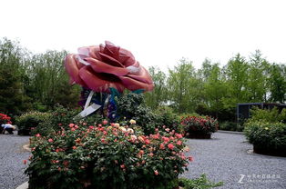 月季花的全球绽放