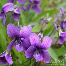 苦地丁种植小常识