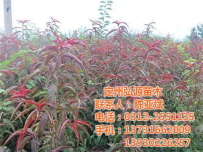 红叶碧桃苗价格揭秘：多少钱一棵？