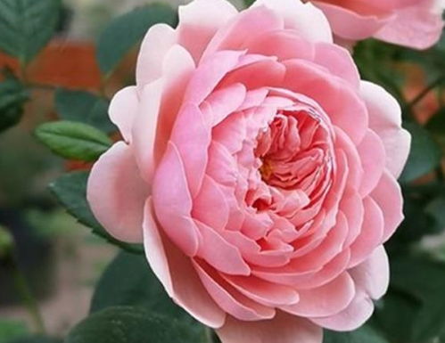 夏日炎炎， 月季如何不“枯萎”