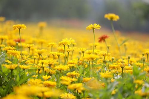 30天水彩花卉教程， Day.24-红车轴草 | 新手适用，零基础画水彩