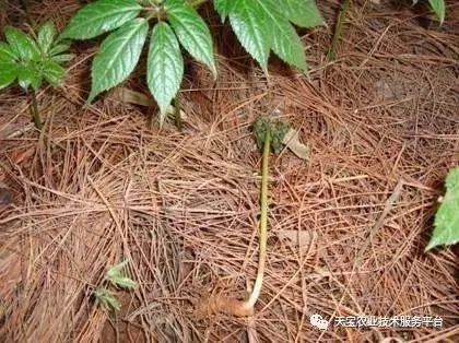 多菌灵防治根腐病有效吗？一篇文章为你揭晓真相