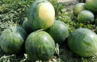 无籽西瓜种植技术中，农业科技之光如何彻底种植生产流程，实现？