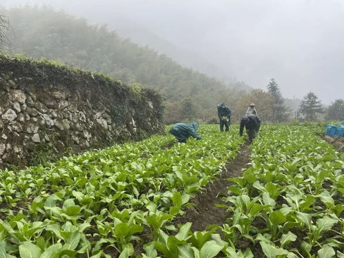 小池塘种植乐趣多， 新手也Neng轻松上手