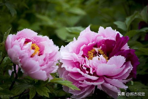 金色牡丹花图片，这里图库最全