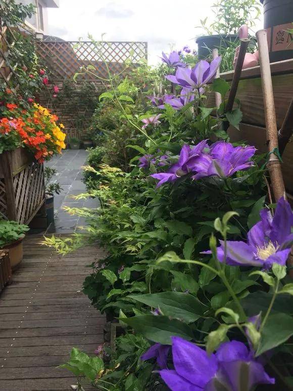 虫害？不存在的！