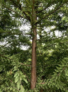 盐城种植中山杉与水杉的神秘之地