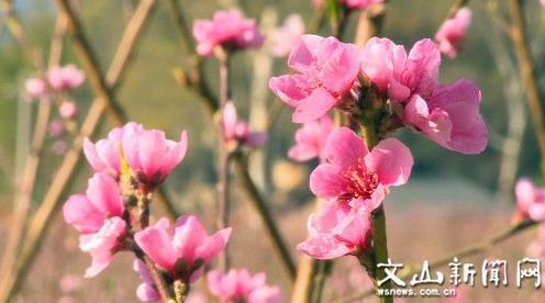 桃花绽放却无叶，为何春意未满枝