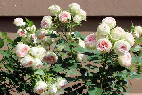 月季施肥：是天堂还是地狱？