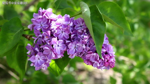 丁香：被子植物中的花中瑰宝