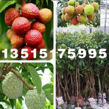 北方种植哪种树苗有升值潜力？