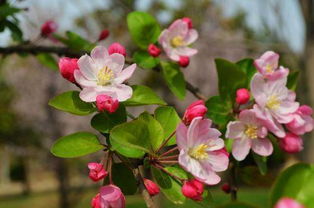 多样海棠品种， 各有特色