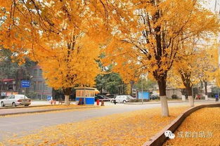 银杏树旁边种花的好处：