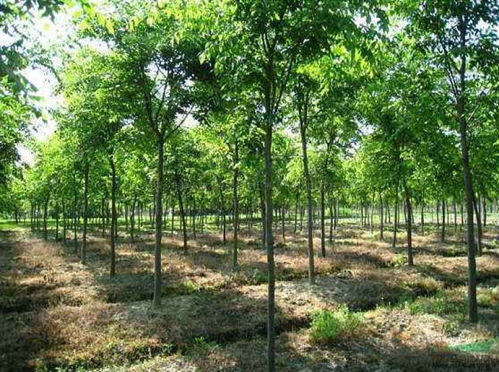 苏州河畔的美丽榉树