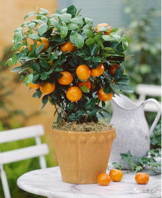 定期检查与长调控