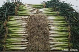 大葱在哪个季节种植最适宜？