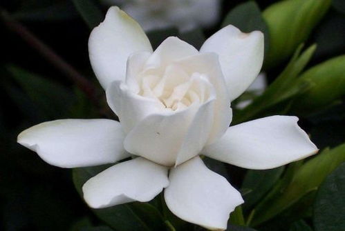 栀子花的挑选技巧