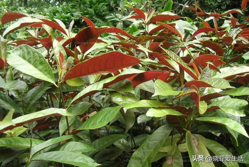 红背桂：打造爆款香料花卉产业链！